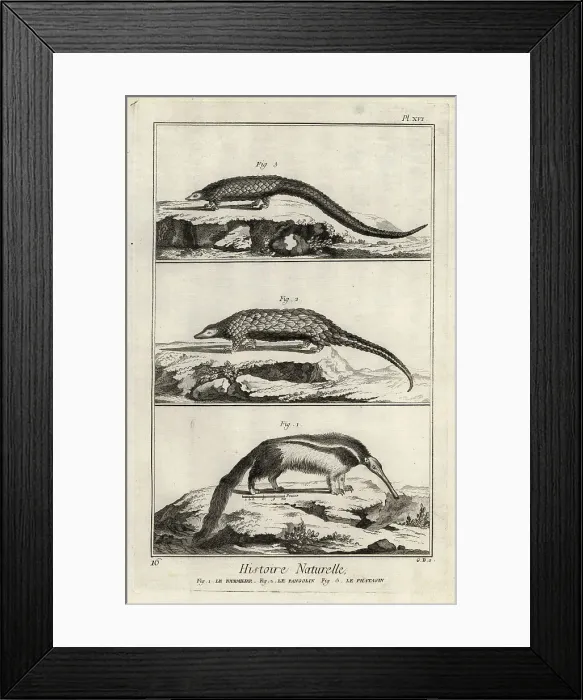 Framed Print : Giant anteater, giant pangolin and long-tailed pangolin Framed Print : Giant anteater, giant pangolin and long-tailed pangolin