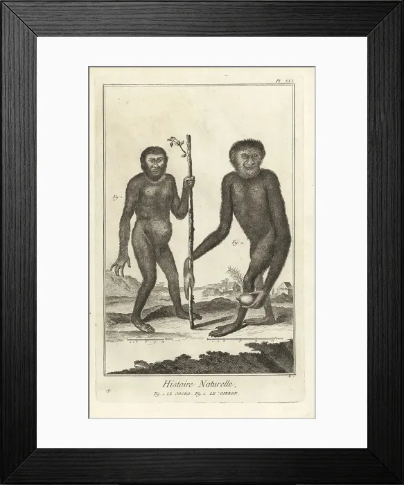 Framed Print : Endangered chimpanzee and gibbon Framed Print : Endangered chimpanzee and gibbon