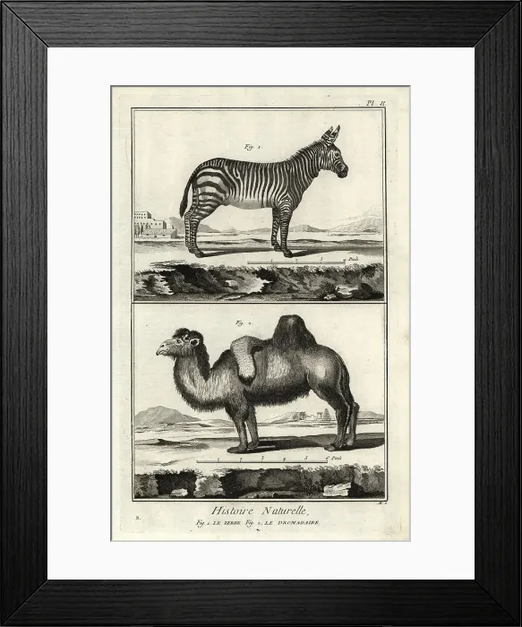 Framed Print : Plains zebra and Bactrian camel Framed Print : Plains zebra and Bactrian camel