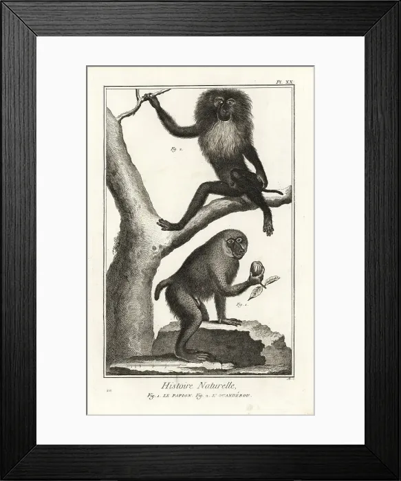 Framed Print : Hamadryas baboon and wanderoo Framed Print : Hamadryas baboon and wanderoo