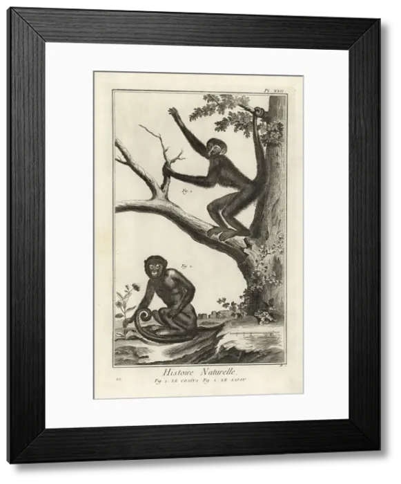 Framed Print : Spider monkey and capuchin monkey Framed Print : Spider monkey and capuchin monkey