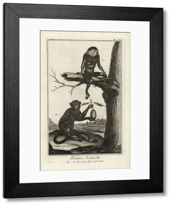 Framed Print : Barbary macaque and red-shanked douc Framed Print : Barbary macaque and red-shanked douc