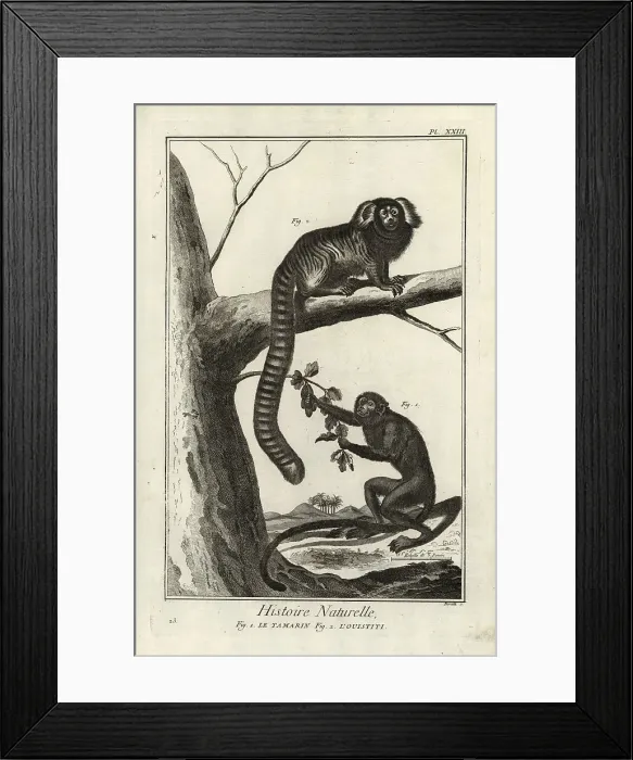 Framed Print : Black tamarin and marmoset Framed Print : Black tamarin and marmoset