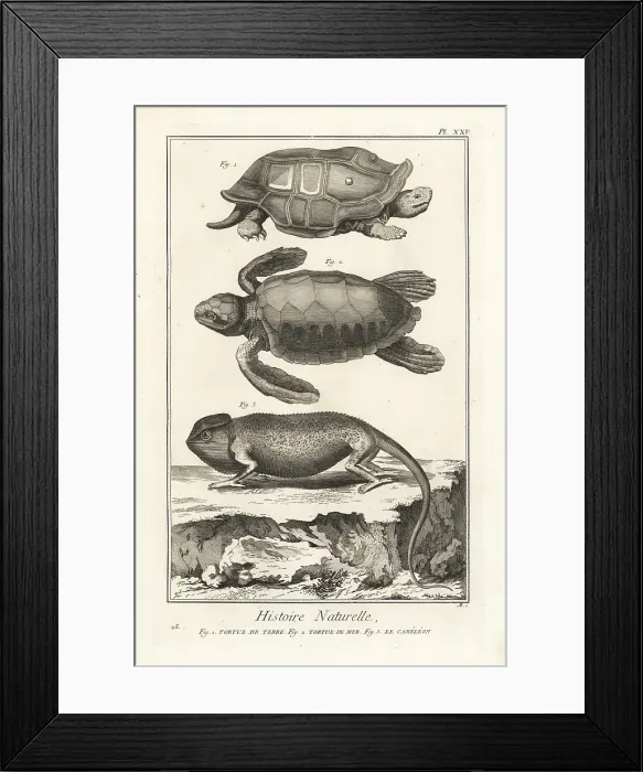 Framed Print : Tortoise, sea turtle and chameleon Framed Print : Tortoise, sea turtle and chameleon