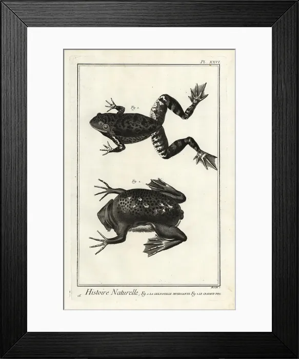 Framed Print : American bullfrog and Suriname toad Framed Print : American bullfrog and Suriname toad