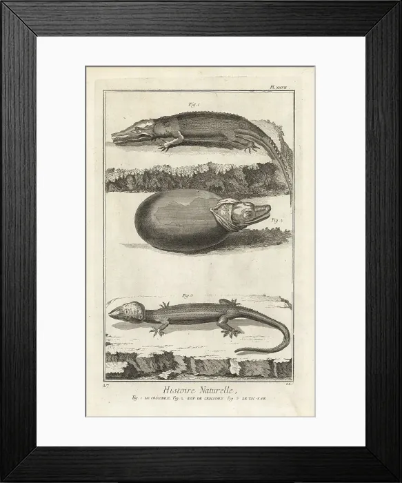Framed Print : American crocodile and Tokay gecko Framed Print : American crocodile and Tokay gecko