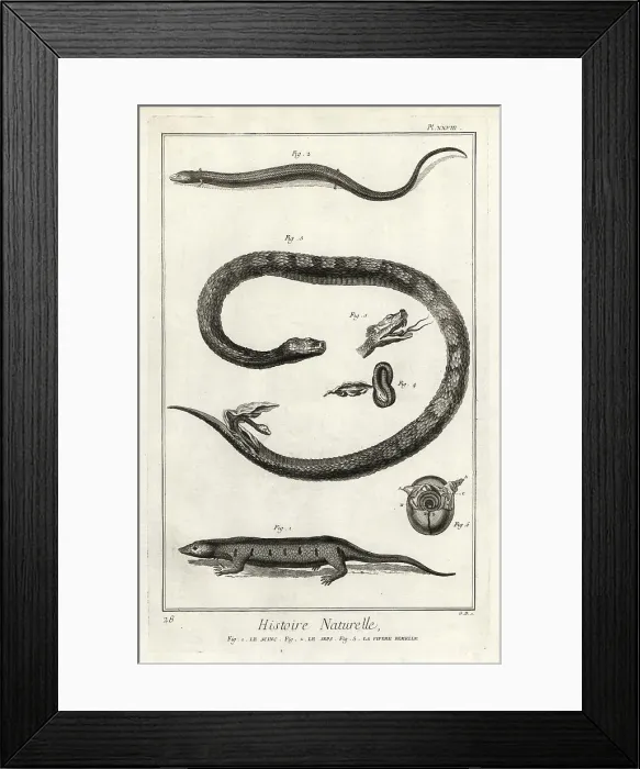Framed Print : Skinks and female viper giving birth Framed Print : Skinks and female viper giving birth
