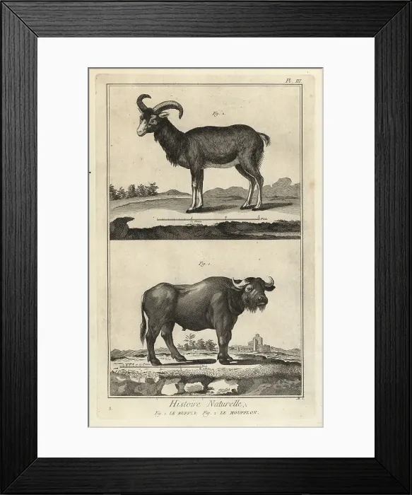 Framed Print : African buffalo and mouflon Framed Print : African buffalo and mouflon