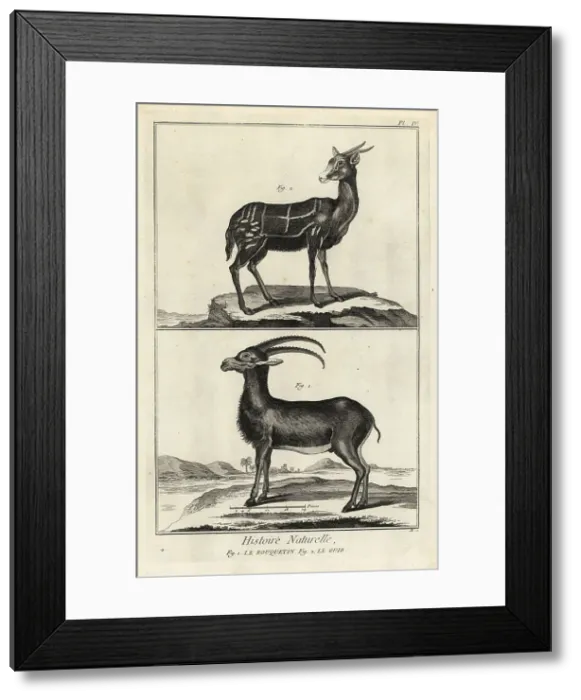 Framed Print : Alpine ibex and harnessed bushbuck Framed Print : Alpine ibex and harnessed bushbuck