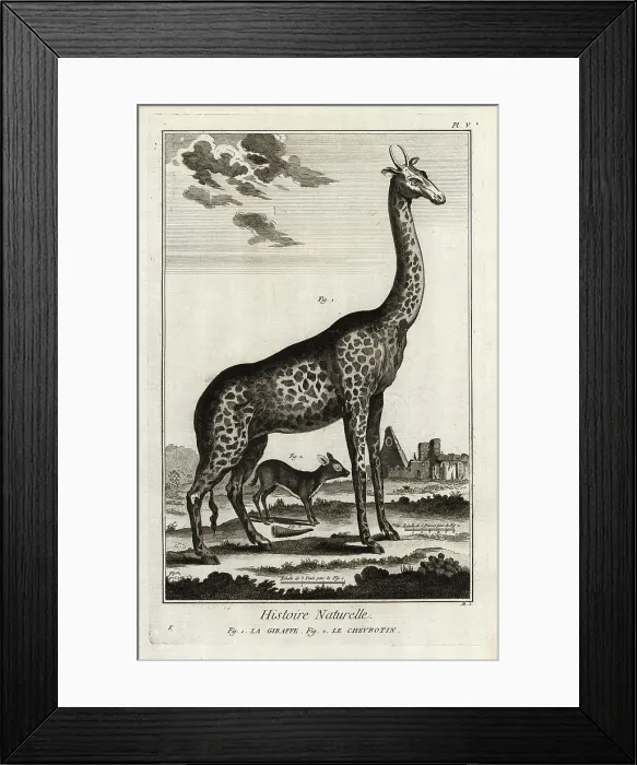 Framed Print : Northern giraffe and mouse deer Framed Print : Northern giraffe and mouse deer