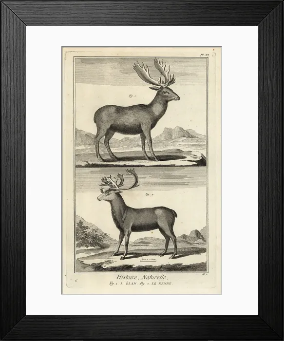 Framed Print : Elk and reindeer Framed Print : Elk and reindeer
