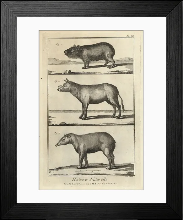 Framed Print : Buru babirusa, South American tapir and capybara Framed Print : Buru babirusa, South American tapir and capybara