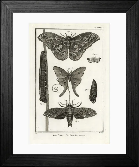 Framed Print : Giant sphinx, Rothschildia aurota, Luna moth Framed Print : Giant sphinx, Rothschildia aurota, Luna moth