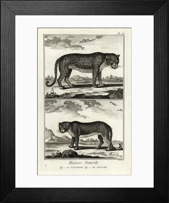 Framed Print : Panther or leopard, vulnerable Framed Print : Panther or leopard, vulnerable