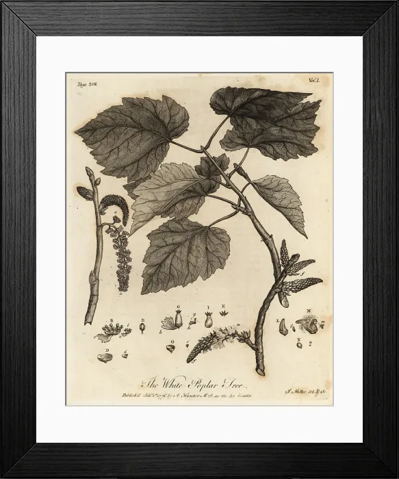 Framed Print : White Poplar Tree, Populus alba Framed Print : White Poplar Tree, Populus alba