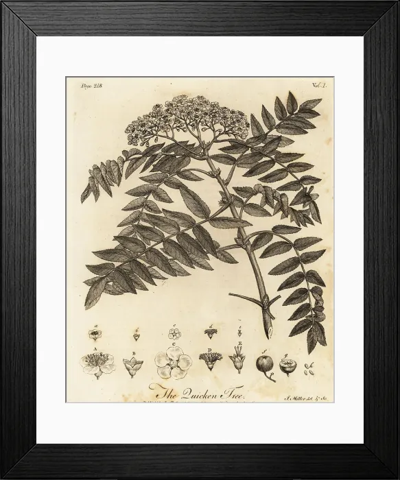 Framed Print : Quicken tree, Sorbus aucuparia Framed Print : Quicken tree, Sorbus aucuparia