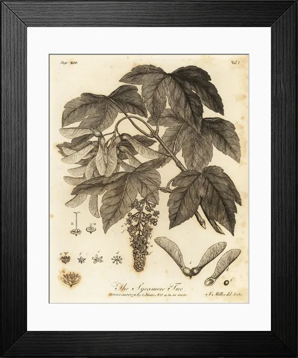 Framed Print : Sycamore Tree, Acer pseudoplatanus Framed Print : Sycamore Tree, Acer pseudoplatanus