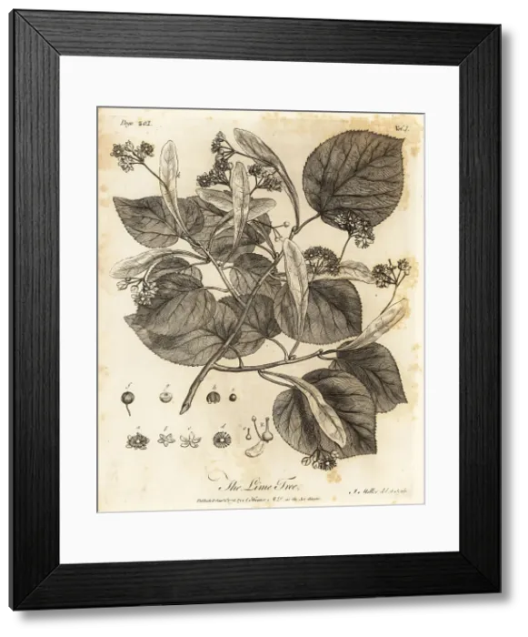 Framed Print : Common lime tree, Tilia -- europaea Framed Print : Common lime tree, Tilia -- europaea