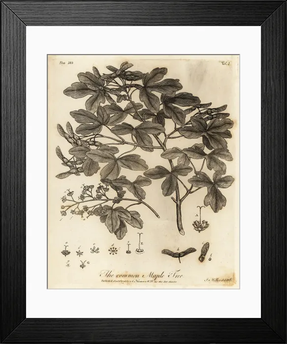 Framed Print : Field maple, Acer campestre Framed Print : Field maple, Acer campestre