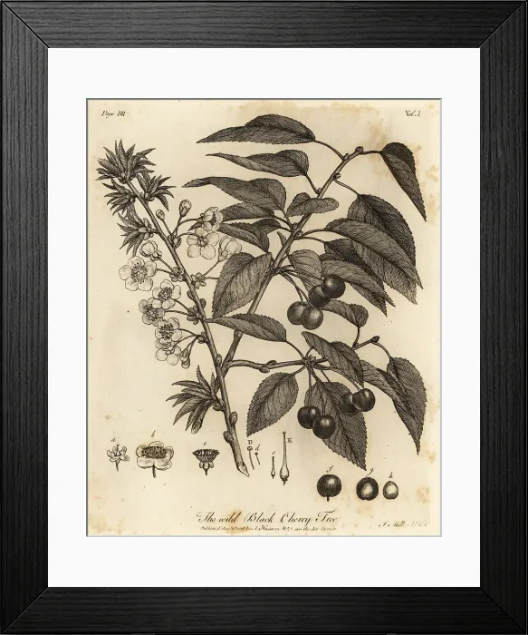 Framed Print : Sour cherry, tart cherry or dwarf cherry, Prunus cerasus Framed Print : Sour cherry, tart cherry or dwarf cherry, Prunus cerasus