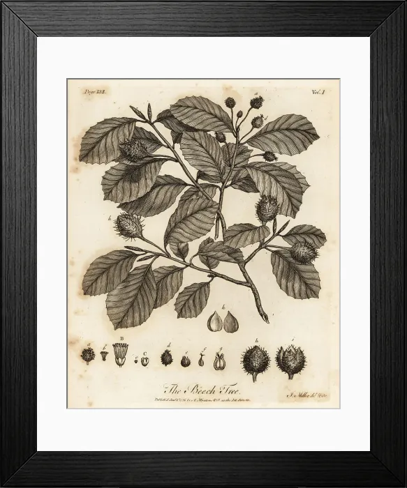 Framed Print : European beech or common beech, Fagus sylvatica Framed Print : European beech or common beech, Fagus sylvatica