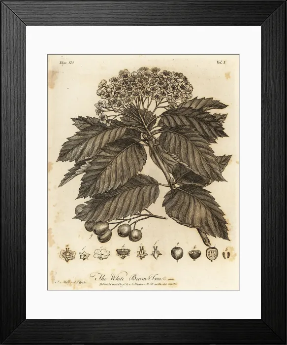 Framed Print : Whitebeam, Sorbus aria Framed Print : Whitebeam, Sorbus aria