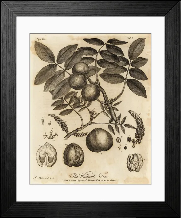 Framed Print : Walnut tree, Juglans regia Framed Print : Walnut tree, Juglans regia