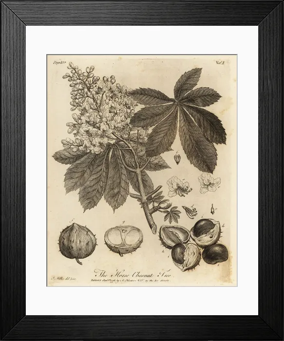 Framed Print : Horse chestnut, Aesculus hippocastanum Framed Print : Horse chestnut, Aesculus hippocastanum