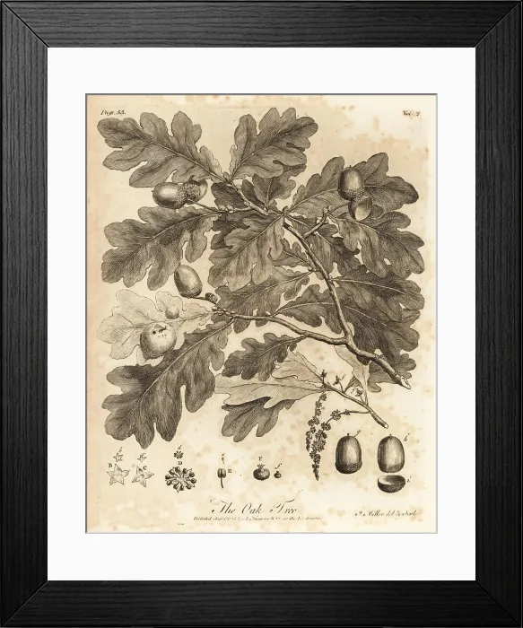 Framed Print : Oak tree with acorns, leaves and branch, Quercus robur Framed Print : Oak tree with acorns, leaves and branch, Quercus robur