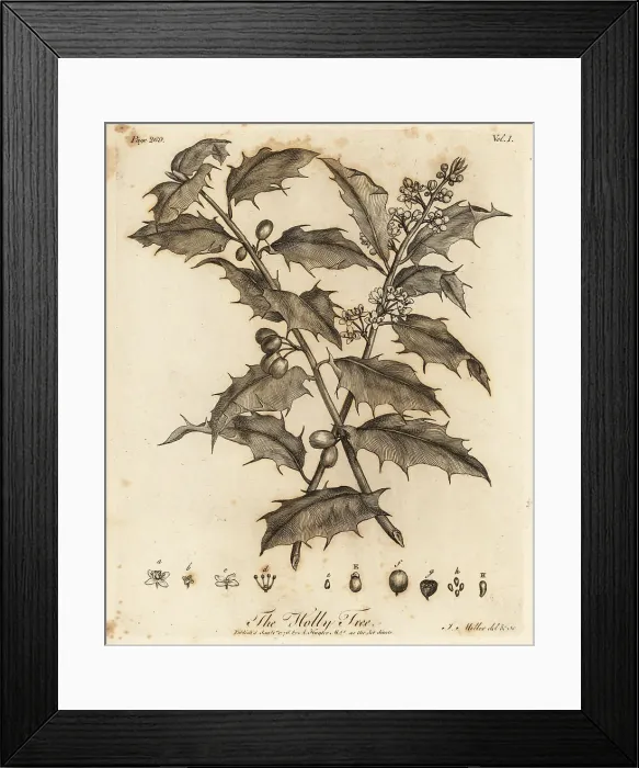 Framed Print : Holly Tree, Ilex aquifolium Framed Print : Holly Tree, Ilex aquifolium