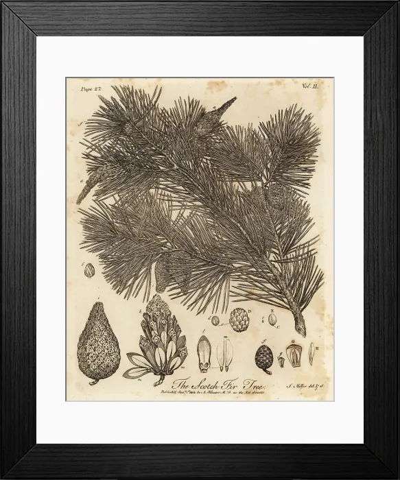 Framed Print : Scots pine tree, Pinus sylvestris Framed Print : Scots pine tree, Pinus sylvestris