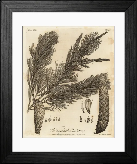 Framed Print : Eastern white pine, Pinus strobus Framed Print : Eastern white pine, Pinus strobus