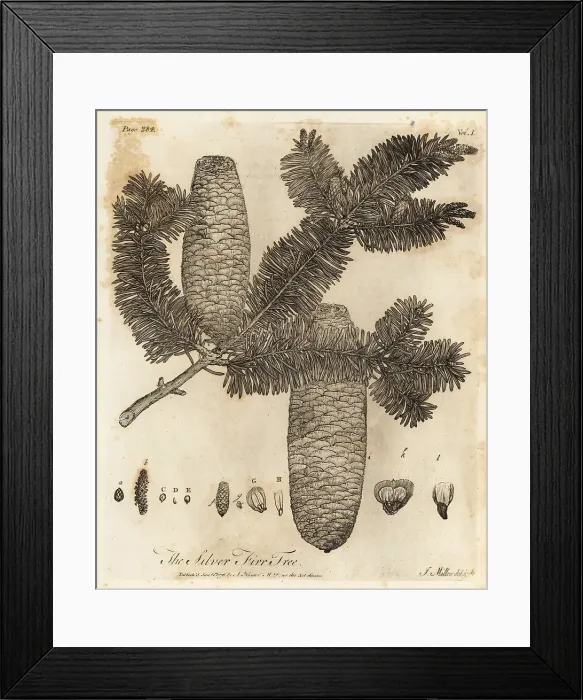 Framed Print : European silver fir, Abies alba Framed Print : European silver fir, Abies alba