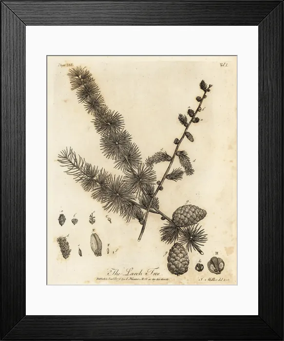 Framed Print : European larch, Larix decidua Framed Print : European larch, Larix decidua