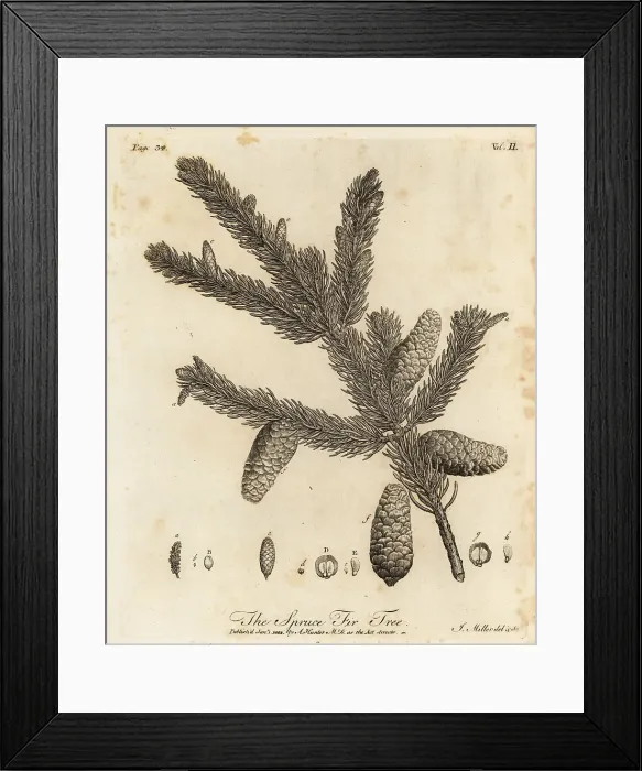 Framed Print : Norway spruce or European spruce, Picea abies Framed Print : Norway spruce or European spruce, Picea abies