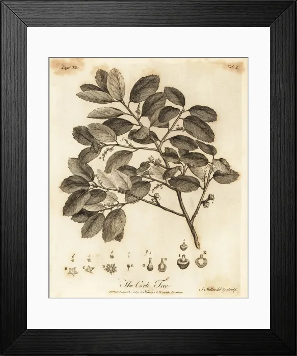 Framed Print : Cork oak, Quercus suber Framed Print : Cork oak, Quercus suber