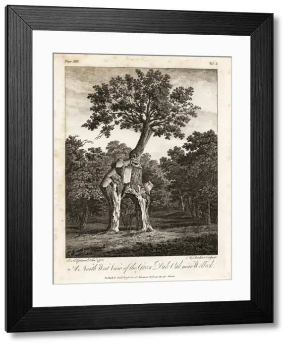 Framed Print : The Greendale Oak, Welbeck Park, Nottingham Framed Print : The Greendale Oak, Welbeck Park, Nottingham