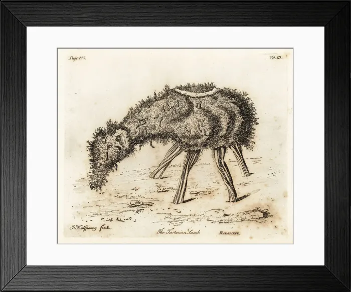 Framed Print : The Vegetable Lamb of Tartary Framed Print : The Vegetable Lamb of Tartary