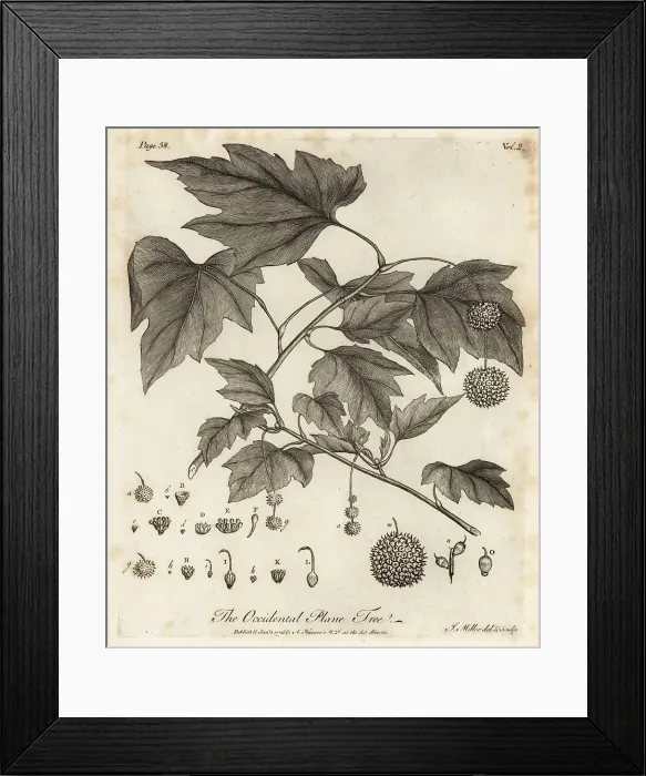 Framed Print : American planetree, Platanus occidentalis Framed Print : American planetree, Platanus occidentalis