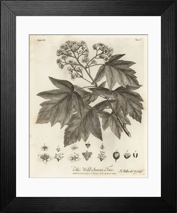 Framed Print : Wild service tree, Sorbus torminalis Framed Print : Wild service tree, Sorbus torminalis