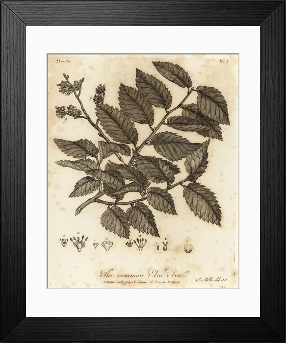 Framed Print : Wych elm or Scots elm, Ulmus glabra Framed Print : Wych elm or Scots elm, Ulmus glabra