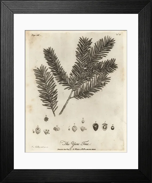 Framed Print : Yew tree, Taxus baccata Framed Print : Yew tree, Taxus baccata