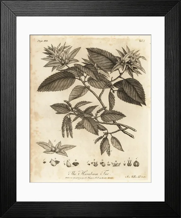 Framed Print : Hornbeam tree, Carpinus betulus Framed Print : Hornbeam tree, Carpinus betulus