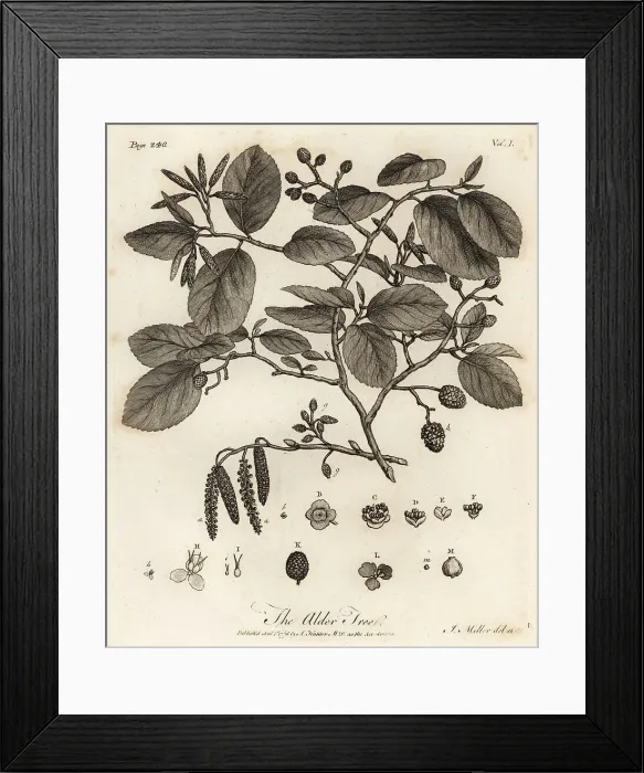Framed Print : Grey alder or speckled alder, Alnus incana Framed Print : Grey alder or speckled alder, Alnus incana