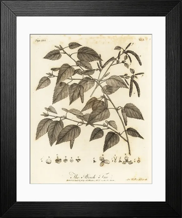 Framed Print : Downy birch, Betula pubescens Framed Print : Downy birch, Betula pubescens