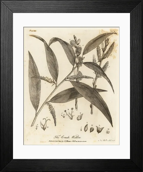Framed Print : Crack willow or brittle willow, Salix fragilis Framed Print : Crack willow or brittle willow, Salix fragilis