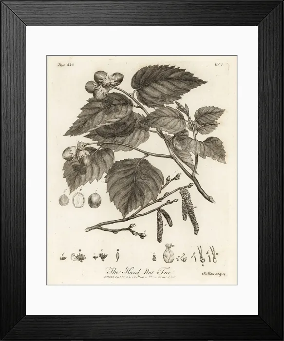 Framed Print : Hazelnut tree, Corylus avellana Framed Print : Hazelnut tree, Corylus avellana