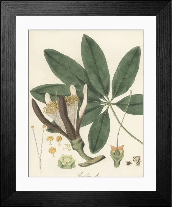 Framed Print : Shaving brush tree, Pseudobombax grandiflorum Framed Print : Shaving brush tree, Pseudobombax grandiflorum