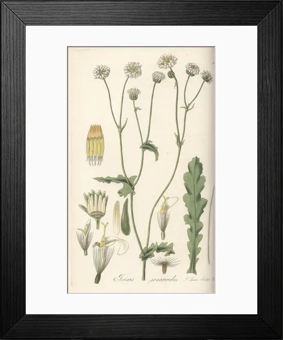 Framed Print : Leucheria senecioides Framed Print : Leucheria senecioides