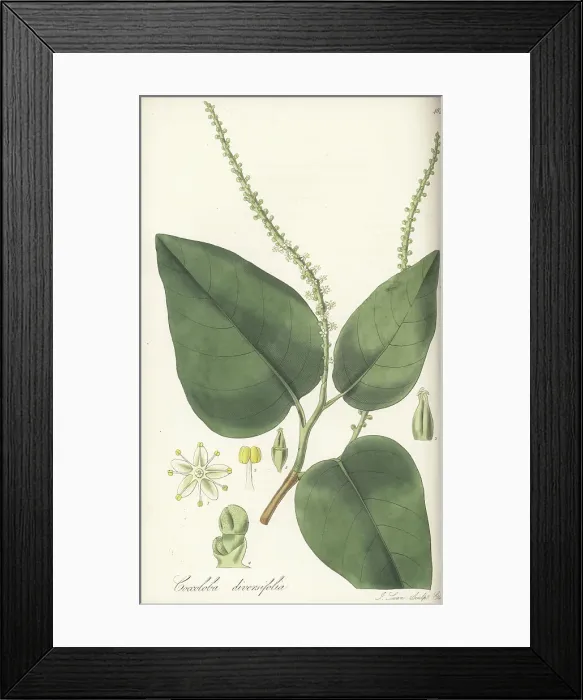 Framed Print : Pigeonplum tree, Coccoloba diversifolia Framed Print : Pigeonplum tree, Coccoloba diversifolia